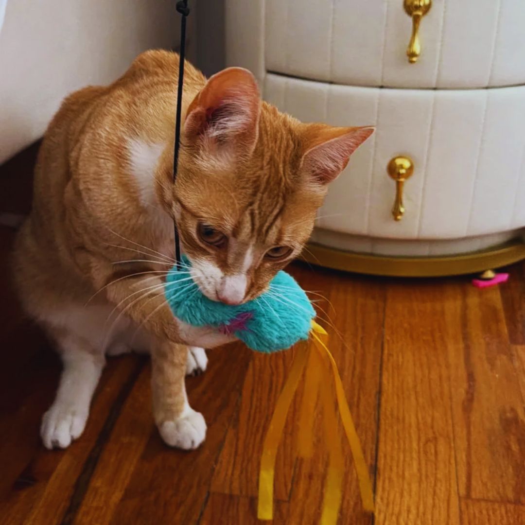 Street Cat Approaches People,