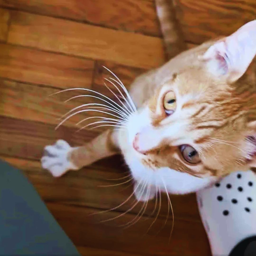 Street Cat Approaches People,