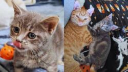 Tiny Kitten Once Smaller Than His Age Now Races Around With Two Cats, Forming the Sweetest Friendship